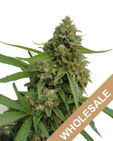 Wholesale Bubba Kush Feminized Cannabis Seeds
