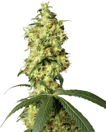 the best top cannabis seeds for sale hindu kush