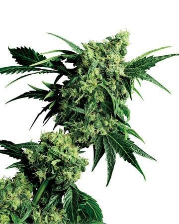 Candy Kush Autoflower Cannabis Seeds