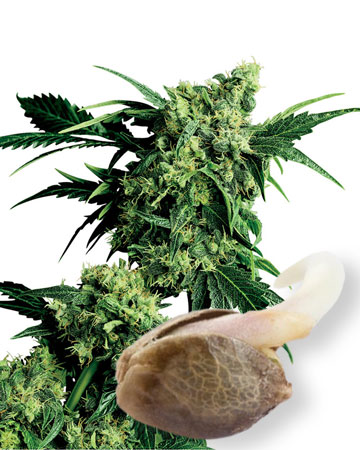 Wholesale Candy Kush Auto-Flowering Feminized Cannabis Seeds