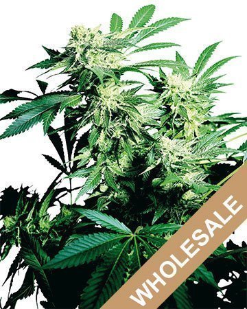 Wholesale Durban Poison Feminized Cannabis Seeds