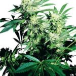 durban poison seeds grown and ready for harvest in cannabis plantation