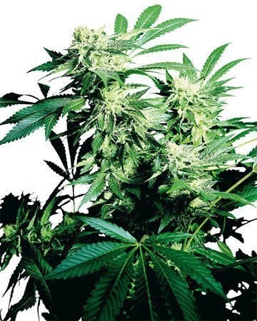 Toxic Feminized Cannabis Seeds