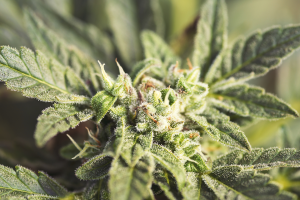 Buy Federal Way Cannabis Seeds in Washington
