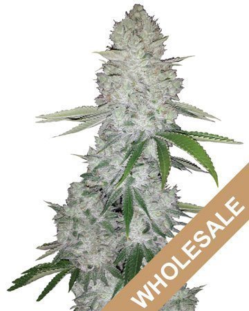 Wholesale Gorilla Glue Auto-Flowering Feminized Cannabis Seeds