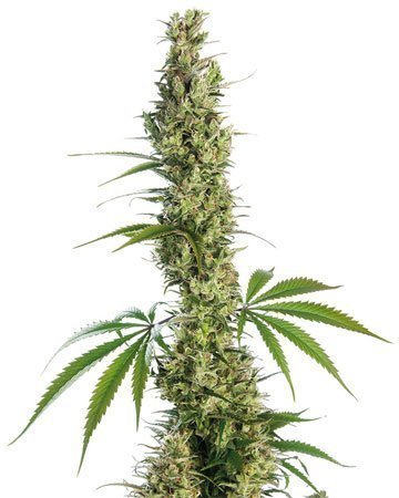 Haze XL Auto-Flowering feminized cannabis seeds