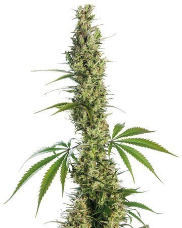 King Louis Garcia fem [Growers Choice] : cannabisseeds