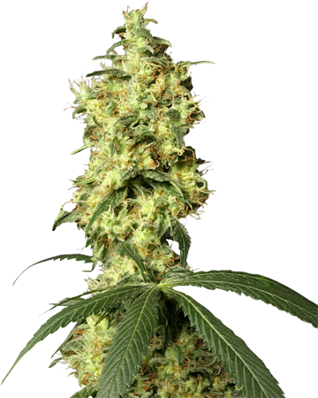 Buy-Hindu-Kush-Auto-Flowering-Feminized-Cannabis-Seeds