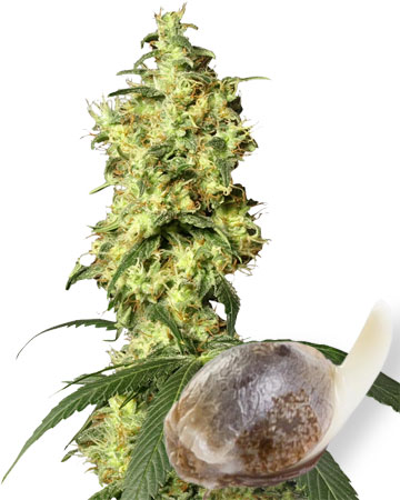 buy Wholesale Hindu Kush Auto-Flowering Feminized Cannabis Seeds