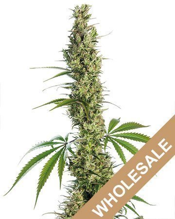 Wholesale Haze XL Auto-Flowering Feminized Cannabis Seeds