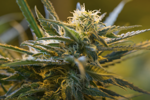 Buy Kennewick Cannabis Seeds in Washington