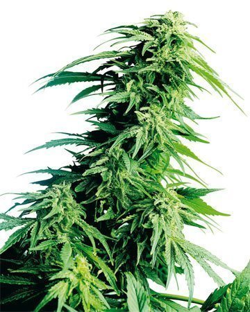 Kush XL Auto-Flowering feminized cannabis seeds