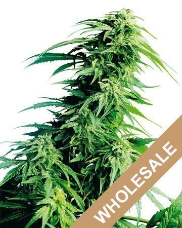 Wholesale Kush XL Auto-Flowering Feminized Cannabis Seeds