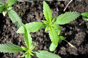 mj seeds bulk for delivery