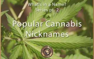 cannabis names etymology