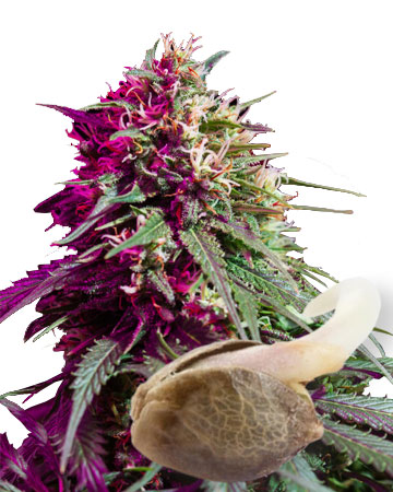 Wholesale Purple Kush Feminized Cannabis Seeds