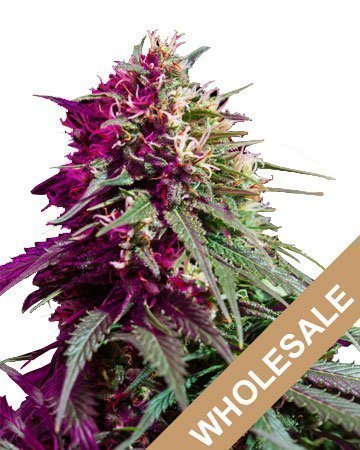 Wholesale Purple Kush Feminized Cannabis Seeds