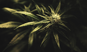 buy high thc cannabis seeds in Shawnee