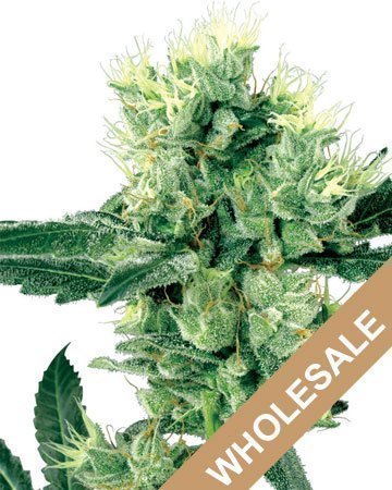Wholesale Skunk Kush Feminized Cannabis Seeds
