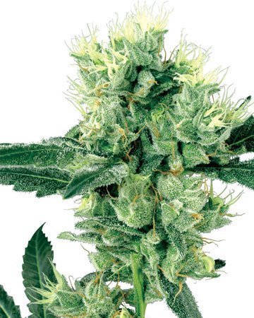 Fruity Pebbles Feminized Cannabis Seeds