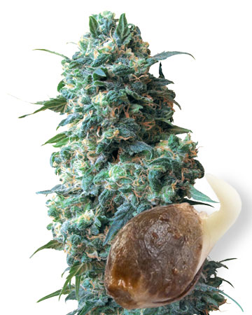Wholesale Sour Kush Auto-Flowering Feminized Cannabis Seeds
