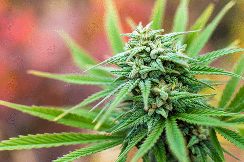 best marijuana seeds in virginia