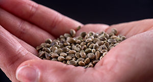pot seeds buy online wholesale