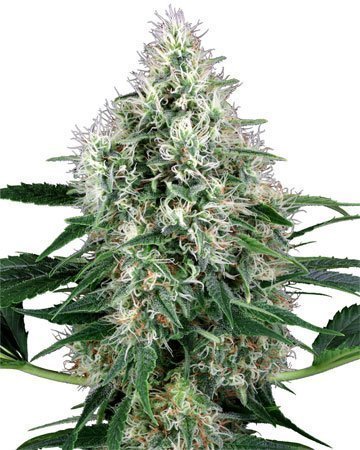 Buy-CBD-Shark-Medical-Feminized-Cannabis-Seeds