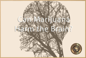 can marijuana harm the brain