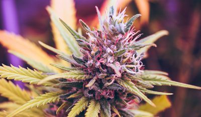 cannabis strains that cost hundreds of dollars