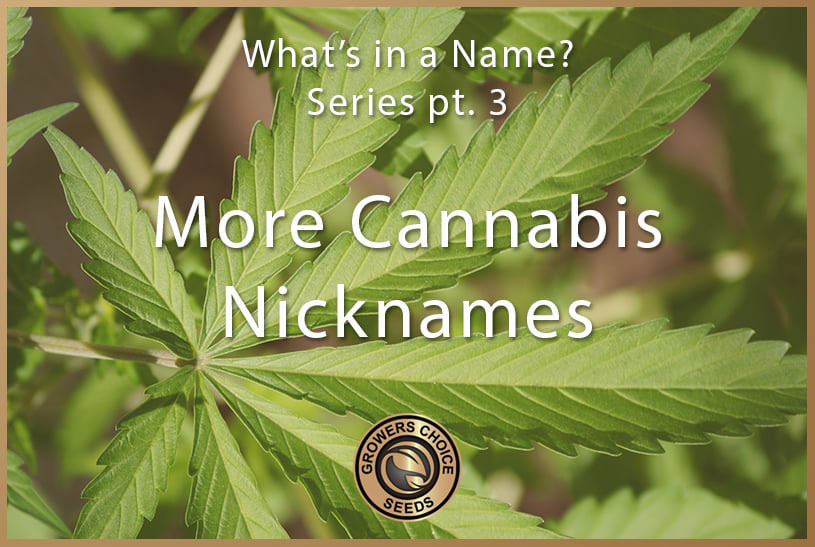 More Cannabis Nicknames