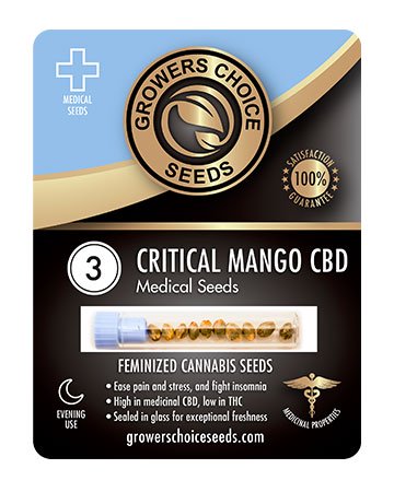 Buy-CBD-Critical-Mango-Medical-Feminized-Cannabis-Seeds