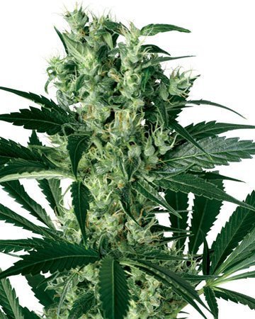Buy Critical Kush feminized cannabis seeds in Nampa