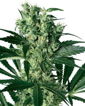 Buy Critical Kush Seeds, Critical Feminized Seeds