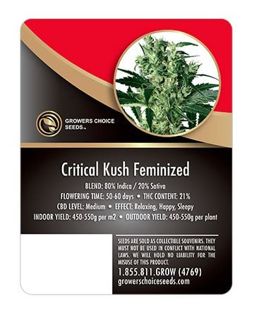 Critical Kush Seed Info
