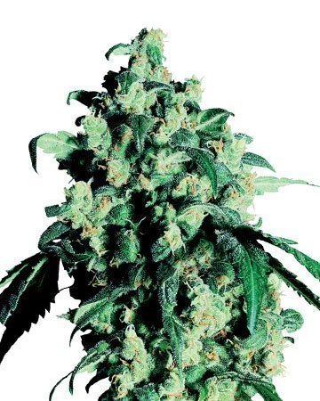 Buy Green Crack feminized cannabis seeds in Nampa