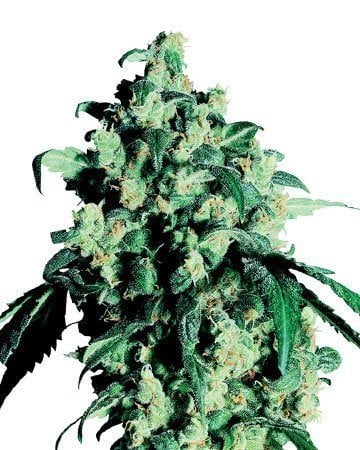 https://media-gcs.com/uploads/2018/05/Green-Crack-Feminized-Cannabis-Seeds.jpg