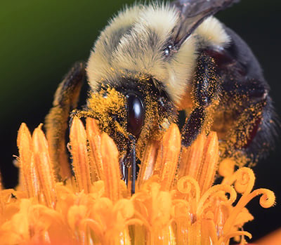 bee-pollen-histamine-cannabis