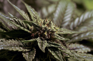 Is it legal to buy Brookings cannabis seeds?