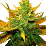 CBD Critical Mango
