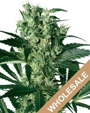 Wholesale Critical Kush Feminized Cannabis Seeds
