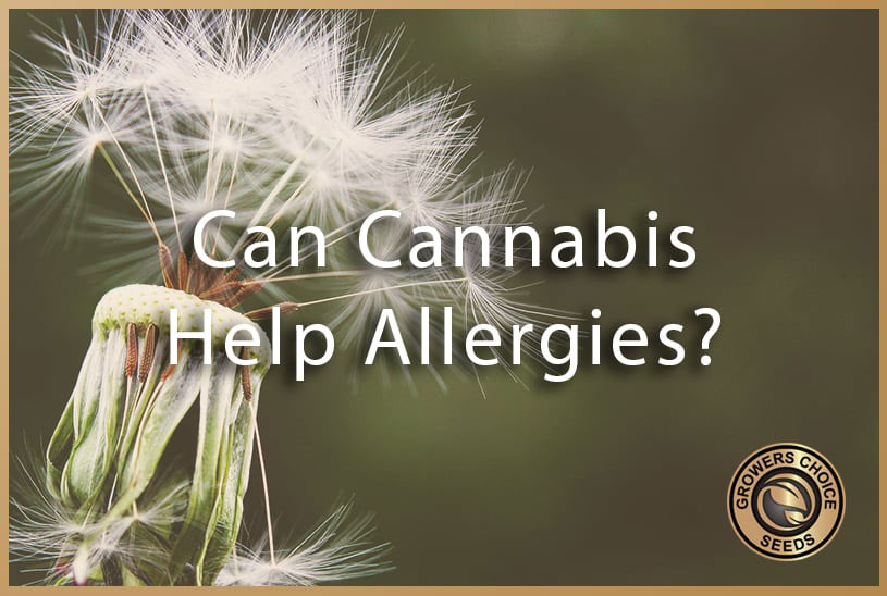can cannabis help allergies