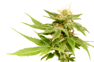 Best Weed Seeds in East Providence