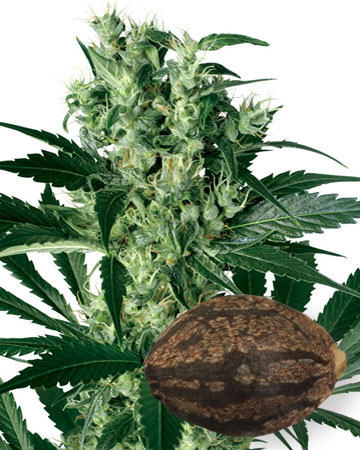 Wholesale Critical Kush Feminized Cannabis Seeds