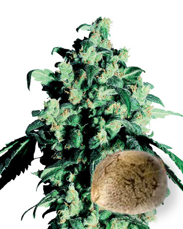 Wholesale Green Crack Feminized Cannabis Seeds