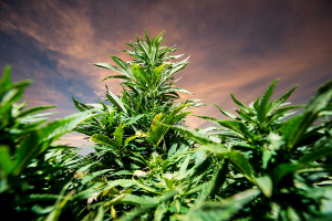 Are Blacksburg cannabis seeds safe?