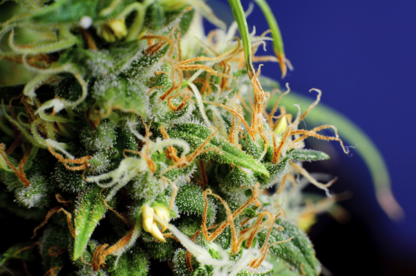 Buy Bozeman Cannabis Seeds in Montana