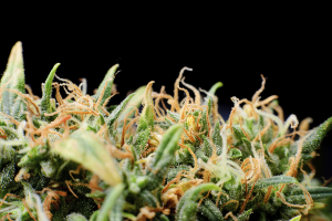 Are Charlottesville cannabis seeds safe?
