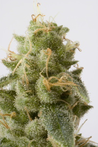 Cannabis seeds for sale in La Crosse