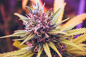 Are Harrisonburg cannabis seeds legal?